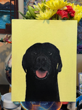 Pet Portrait with Solid Background